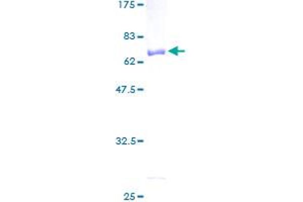 PEX19 Protein (AA 1-299) (GST tag)