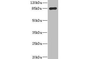 Western blot All lanes: MARK1 antibody IgG at 2. (MARK1 抗体  (AA 560-700))