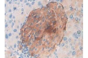 Detection of MIP3a in Mouse Pancreas Tissue using Polyclonal Antibody to Macrophage Inflammatory Protein 3 Alpha (MIP3a) (CCL20 抗体  (AA 24-97))