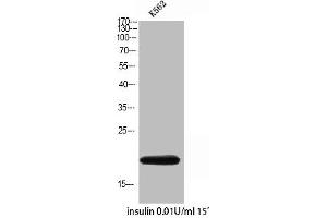 Western Blot analysis of K562 insulin 0. (COX4I2 抗体  (Internal Region))