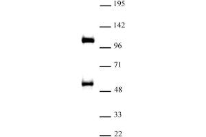 TAZ / WWTR1 antibody (pAb) tested by Western blot Nuclear extract of A-431 cells (30 µg) probed with TAZ / WWTR1 antibody (1:500). (WWTR1 抗体  (C-Term))
