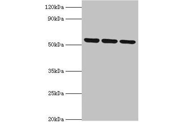 Myotilin anticorps  (AA 443-498)