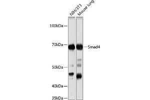Western blot analysis of extracts of various cell lines, using Smad4 antibody (ABIN7270340) at 1:1000 dilution.