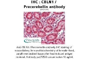 Image no. 3 for anti-Cerebellin 1 Precursor (CBLN1) antibody (ABIN1732717) (CBLN1 抗体)
