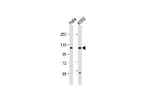 All lanes : Anti-DDX11 Antibody (C-term) at 1:1000 dilution Lane 1: Hela whole cell lysate Lane 2: K562 whole cell lysate Lysates/proteins at 20 μg per lane.