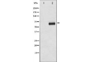 Western blot analysis of p70 S6 Kinase phosphorylation expression in EGF treated NIH-3T3 whole cell lysates,The lane on the left is treated with the antigen-specific peptide. (RPS6KB1 抗体  (pThr421))
