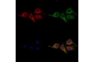 ABIN6259135 and ABIN6275366 staining Hela cells by IF/ICC. (nectin-3 抗体  (Internal Region))
