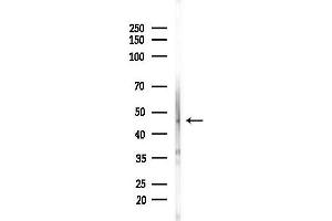 Western blot analysis of lysates from Hela cells(heat-shock,45 min treatment), using AZI2 Antibody at 1/1000 dilution.