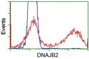 Image no. 2 for anti-DnaJ (Hsp40) Homolog, Subfamily B, Member 2 (DNAJB2) antibody (ABIN1497869) (DNAJB2 抗体)