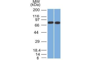 Western Blotting (WB) image for anti-Calnexin (CANX) (AA 1-300), (N-Term) antibody (ABIN6940952)