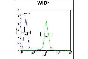 Flow cytometric analysis of WiDr cells (right histogram) compared to a negative control cell (left histogram). (BEX1 抗体  (AA 63-90))