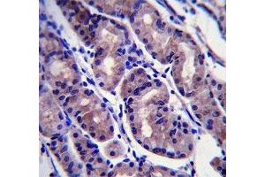 FOXA2 antibody immunohistochemistry analysis in formalin fixed and paraffin embedded human stomach tissue. (FOXA2 抗体  (AA 128-157))