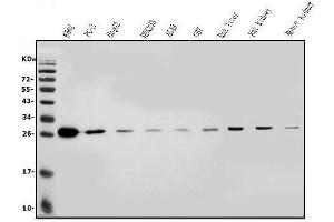 Western blot analysis of L/CMBL using anti-L/CMBL antibody (ABIN7599150).