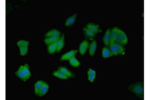 Immunofluorescent analysis of HepG2 cells using ABIN7144130 at dilution of 1:100 and Alexa Fluor 488-congugated AffiniPure Goat Anti-Rabbit IgG(H+L) (AGT 抗体  (AA 35-285))