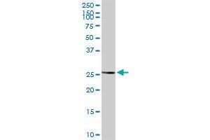 BAG1 MaxPab rabbit polyclonal antibody. (BAG1 抗体  (AA 1-274))