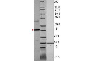 VEGF Human Recombinant Protein - SDS-PAGE. (VEGF121 蛋白)