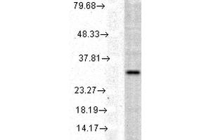 Western blot analysis of Human Cell line lysates showing detection of HO-1 protein using Rabbit Anti-HO-1 Polyclonal Antibody . (HMOX1 抗体  (Biotin))