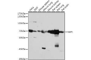 Western blot analysis of extracts of various cell lines, using NXF1 antibody (ABIN7269024) at 1:1000 dilution. (NXF1 抗体  (AA 57-356))