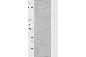 Western blot analysis of extracts from A549 cells, using CDH7 antibody. (Cadherin 7 抗体  (C-Term))