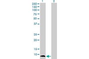 Western Blot analysis of S100A13 expression in transfected 293T cell line by S100A13 MaxPab polyclonal antibody. (S100A13 抗体  (AA 1-98))
