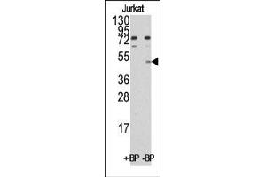 Image no. 1 for anti-MYC Induced Nuclear Antigen (MINA) (C-Term) antibody (ABIN356565) (MINA 抗体  (C-Term))