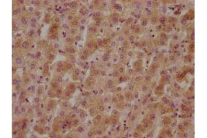 Immunohistochemistry (IHC) image for anti-G Protein-Coupled Receptor 37 (Endothelin Receptor Type B-Like) (GPR37) (AA 114-133) antibody (ABIN7140074)
