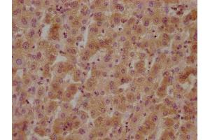 IHC image of ABIN7140074 diluted at 1:800 and staining in paraffin-embedded human liver tissue performed on a Leica BondTM system. (GPR37 抗体  (AA 114-133))