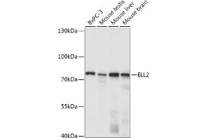 Western blot analysis of extracts of various cell lines, using ELL2 antibody (ABIN7266925) at 1:1000 dilution. (ELL2 抗体  (AA 253-352))