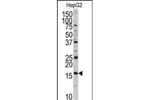 Western blot analysis of anti-XTP3T Antibody (N-term) (ABIN389324 and ABIN2839441) in HepG2 cell line lysates (35 μg/lane). (DCTPP1 抗体  (N-Term))