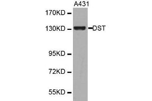 Western blot analysis of extracts of various cell lines, using DST antibody. (Dystonin 抗体  (AA 1-270))