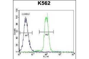 KLF4 Antibody (C-term) (ABIN655898 and ABIN2845298) flow cytometric analysis of K562 cells (right histogram) compared to a negative control cell (left histogram).
