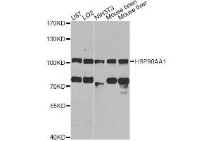 Western blot analysis of extracts of various cell lines, using HSP90AA1 antibody (ABIN6292998) at 1:1000 dilution. (HSP90AA1 抗体)