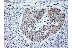 Immunohistochemical staining of paraffin-embedded pancreas tissue using anti-NRBP1mouse monoclonal antibody. (NRBP1 抗体)