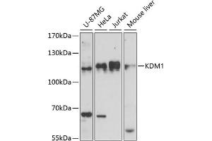Western blot analysis of extracts of various cell lines, using KDM1 antibody (ABIN7268323) at 1:1000 dilution. (LSD1 抗体  (AA 130-380))