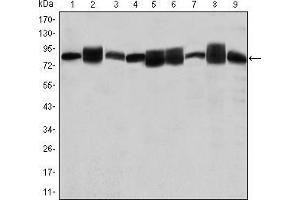 Western blot analysis using HSP90AB1 mouse mAb against Jurkat (1), A431 (2), Hela (3), A549 (4), HEK293 (5), K562 (6), NIH/3T3 (7), PC-12 (8) and Cos7 (9) cell lysate. (HSP90AB1 抗体)