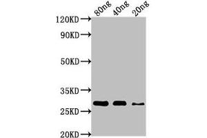 Western Blot Positive WB detected in Recombinant protein All lanes: nef antibody at 1:1000 Secondary Goat polyclonal to rabbit IgG at 1/50000 dilution Predicted band size: 28 kDa Observed band size: 28 kDa (Nef (AA 1-209) 抗体)