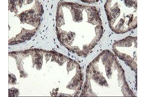 Image no. 1 for anti-Transmembrane Protein 173 (TMEM173) antibody (ABIN1501428) (STING/TMEM173 抗体)
