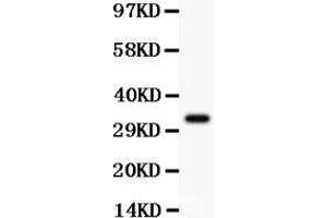 Anti-PD-L1 Picoband antibody,  All lanes: Anti PDL1  at 0. (PD-L1 抗体  (AA 45-290))