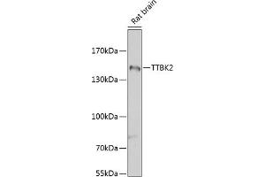Western blot analysis of extracts of rat brain, using TTBK2 antibody (ABIN6131392, ABIN6149666, ABIN6149669 and ABIN6223523) at 1:1000 dilution. (TTBK2 抗体  (AA 1185-1244))