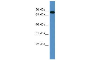 Western Blotting (WB) image for anti-Collagen, Type IX, alpha 3 (COL9A3) (C-Term) antibody (ABIN2788310)