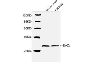 Western blot analysis of tissue lysates using DAZL Antibody, pAb, Rabbit (ABIN399110, 1 µg/mL) The signal was developed with IRDye-800 Conjugated Goat Anti-Rabbit IgG. (DAZL 抗体  (N-Term))