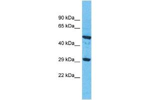 Western Blotting (WB) image for anti-Olfactory Receptor, Family 9, Subfamily G, Member 1 (OR9G1) (C-Term) antibody (ABIN2498651) (OR9G1 抗体  (C-Term))