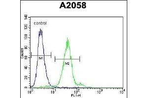 TE Antibody (C-term) (ABIN657175 and ABIN2846306) flow cytometric analysis of  cells (right histogram) compared to a negative control cell (left histogram). (TEX261 抗体  (C-Term))