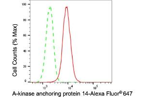 anti-A Kinase (PRKA) Anchor Protein 14 (AKAP14) antibody