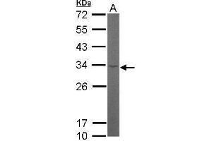 WB Image Sample (50 ug of whole cell lysate) A: Mouse brain 12% SDS PAGE antibody diluted at 1:1000 (RPL8 抗体)
