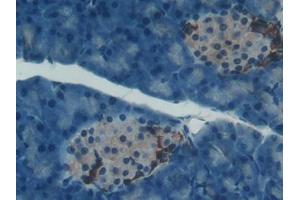 Immunohistochemistry (IHC) image for anti-Paraoxonase 1 (PON1) (AA 187-354) antibody (ABIN1172659)