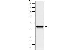 Western blot analysis of Wnt16 expression in HepG2 cell lysate.