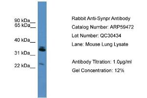 WB Suggested Anti-Synpr  Antibody Titration: 0. (Synaptoporin 抗体  (Middle Region))
