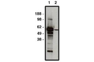 Western blot using FBXW7 antibody   used at 1:50k dilution. (FBXW7 抗体)