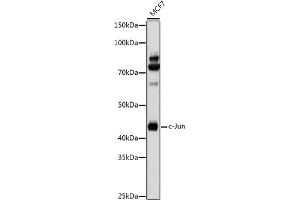 Western blot analysis of extracts of MCF7 cells, using c-Jun antibody (ABIN6131074, ABIN6142670, ABIN6142671 and ABIN6215187) at 1:1000 dilution. (C-JUN 抗体  (AA 1-70))